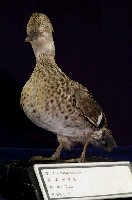 藏品(小水鴨)的圖片